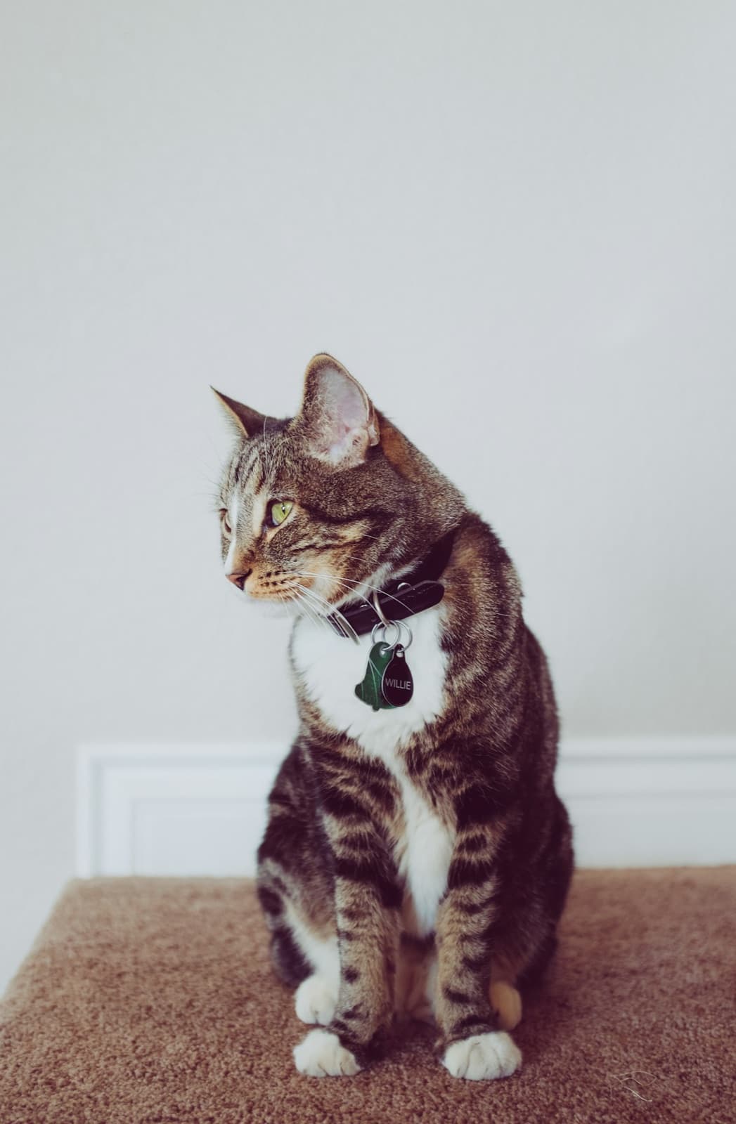 A tabby cat looking to the side